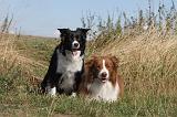 BORDER COLLIE 024